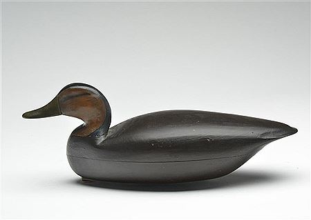 Excellent black duck