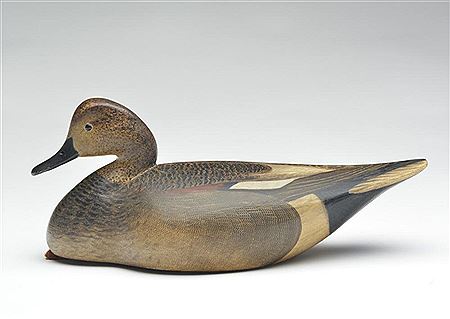 Stylish gadwall drake