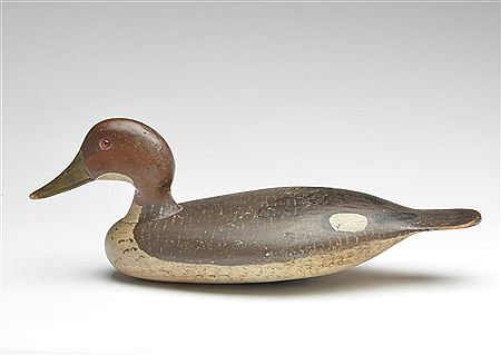 Extremely rare merganser hen