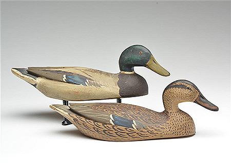 Rigmate pair of mallards