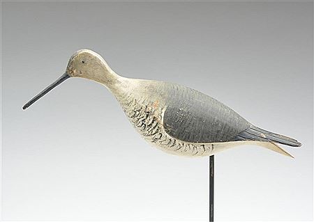 Rare willet