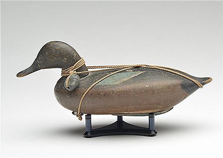 Very rare blue wing teal hen