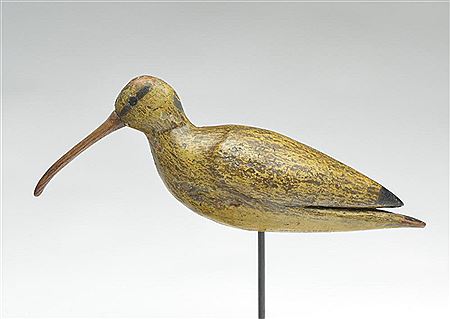 Rare curlew