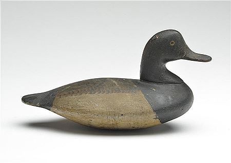 Excellent bluebill drake