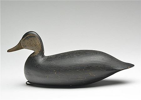 Fine black duck