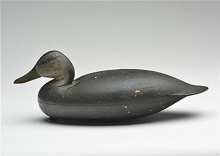 Fine black duck
