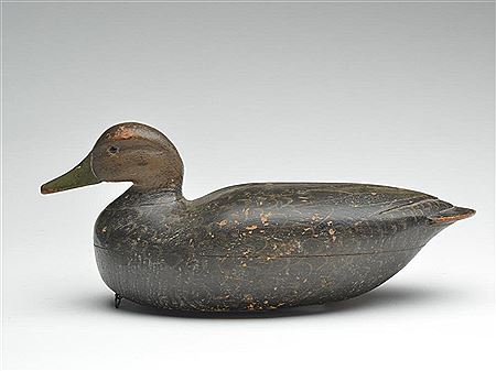 Rare black duck