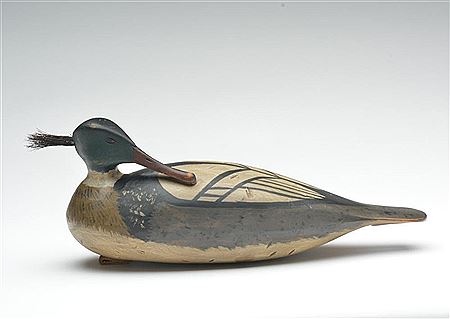 Rare merganser drake with turned head and horse tail crest