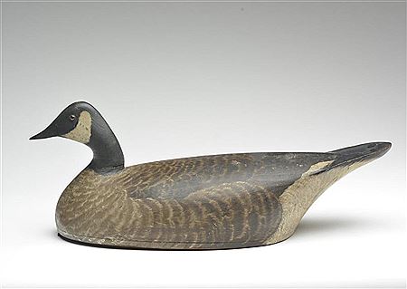Canada goose