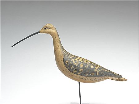 A rare long billed curlew