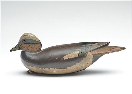 Widgeon drake