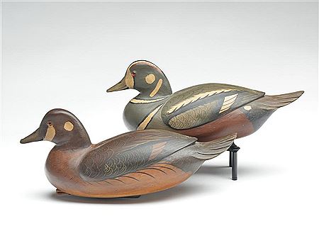Pair of harlequin ducks