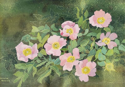 ALBERTA WILD ROSES