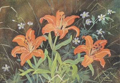 WESTERN RED LILIES