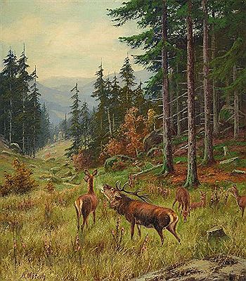Röhrender Hirsch am Waldrand