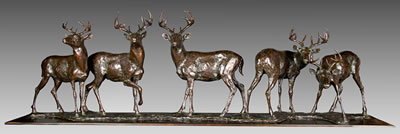 Whitetail Deer