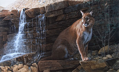 Last Light - Cougar