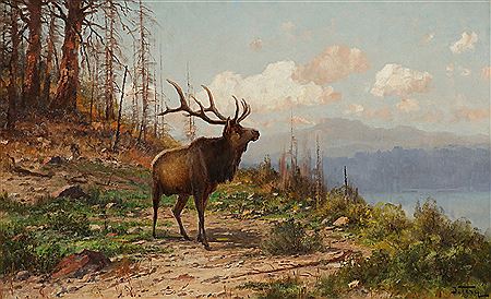 Wapiti in Gebirgslandschaft / Elk in the Mountains