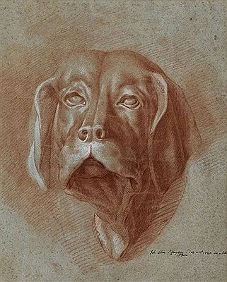 Kopf eines Hundes