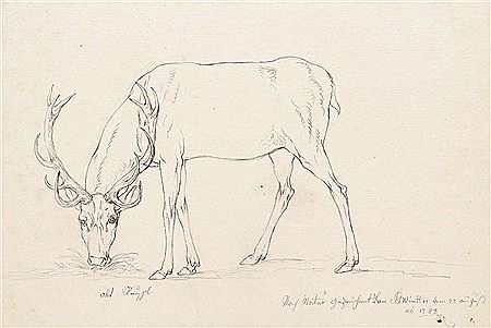 2 sheets: Deer in the Munich Hirschgarten