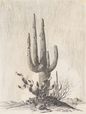 "Saguaro, Tucson, Arizona"