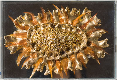 Feather Fetish #4