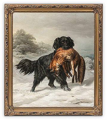 Großer Münsterländer Einen Fuchs apportierend