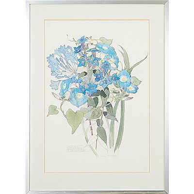 IPOMOEA, AGAPANTHUS, G. ASCLEPIADA (2)