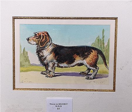 Dachshund or wire-haired Dachshund.