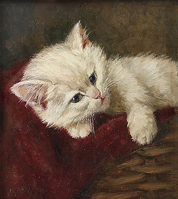 CAT PICTURE