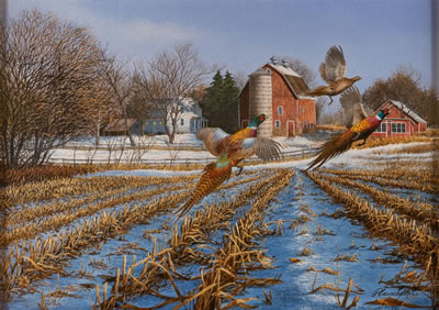 Carver County Pheasants