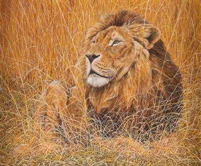 African Lion