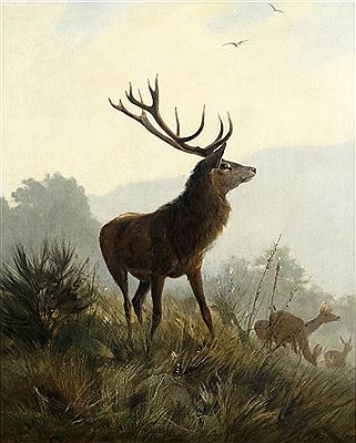 Hirsch auf der Anhöhe