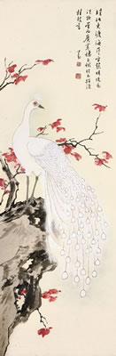 WHITE PEACOCK