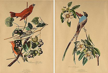 "Summer Red Bird," AND "Forked Tailed Flycatcher," (2)