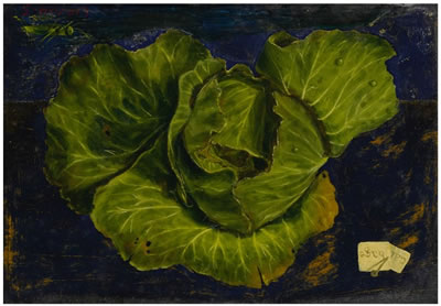 CABBAGE STILL LIFE
