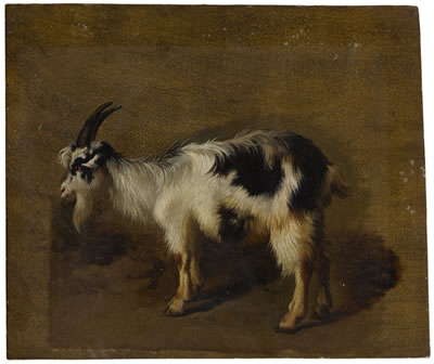 STUDY OF A GOAT