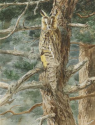 Long-eared owl