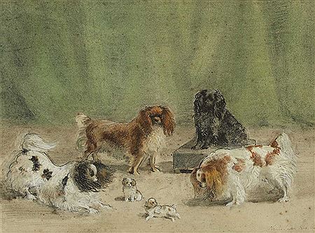 A selection of toy spaniels - 'Orange Frills', 'Bunthorne', both modern examples of old curly King Charles, an old type of tricolour, and the best modern type of Marlborough
