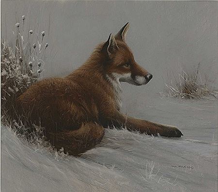 Red fox