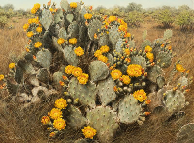 Yellow Blooming Cactus, 1973
