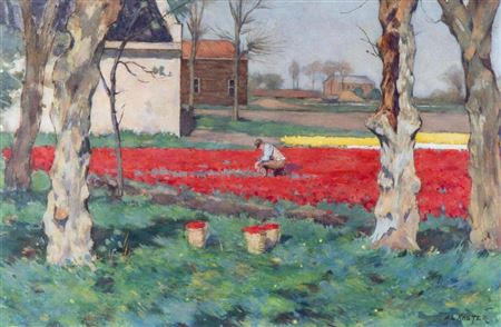 Tulips fields between the trees
