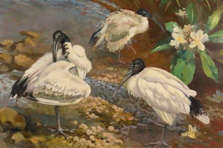Ibis Preening