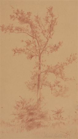 Tree, 1900