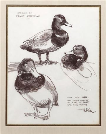 "STUDIES OF DRAKE REDHEAD"