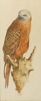 A red kite on a perch