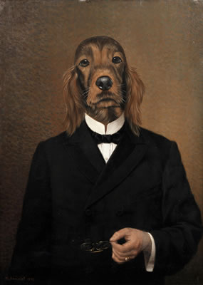 A gentleman setter