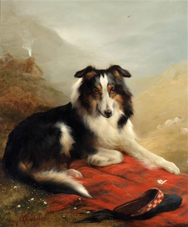 A collie, guardian of the flock