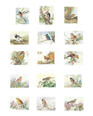 A collection of ornithological studies by Winifred Marie Louise Austen - Auction record, sale price, and art valuation. Compare with similar artists and explore comparable artworks.