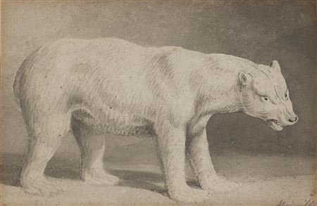 A polar bear by Samuel Howitt - Auction record, sale price, and art valuation. Compare with similar artists and explore comparable artworks.